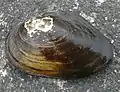 Anodonta anatina