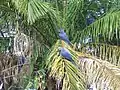 Hyazintharas im Pantanal