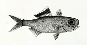 Anomalops katoptron