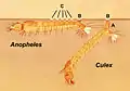 Larven der Culicinae heften sich mit ihrem Atemrohr (A) an die Wasseroberfläche, Anophelinae mit den Palmhaaren (C). (B): die Atemöffnungen.