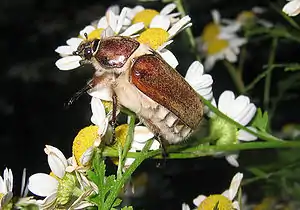 Anoxia villosa