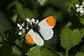 Aurorafalter ♂(Anthocharis cardamines)