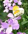 Aurorafalter (Anthocharis cardamines)