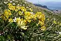 Alpen-Wundklee (Anthyllis vulneraria subsp. alpicola)