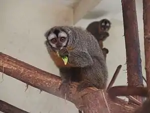 Aotus  boliviensis