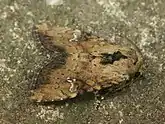 Bräunlichgelbe Farbvariation