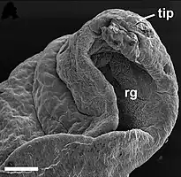Rhinophorenspitze eines Kalifornischen Seehasen (Aplysia californica)Elektronenmikroskop: niedrige AuflösungSkala: Balken=300 μm.rg – Rhinophorenfurchetip – Rhinophorenspitze