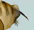 Legestachel einer A. borealis