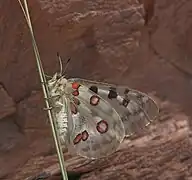 Moselapollo