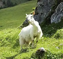 Appenzellerziege