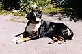 Appenzeller Sennenhund