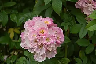 ‘Apple Blossom’, Burbank, 1932