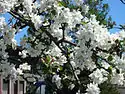 Apfelblüte