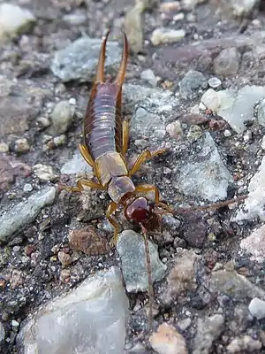 Auch der Gebüsch-Ohrwurm (Apterygidia media) ist sehr weit verbreitet. Im Bild zu sehen ist ein Männchen.