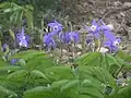 Zwerg-Akelei (Aquilegia flabellata var. pumila)
