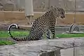 Arabischer Leopard (2012)