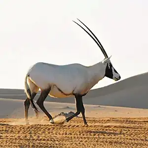 Wildschutzgebiet der Arabischen Oryx
