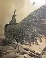 Pfau 1