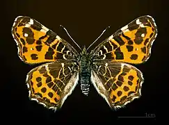 Araschnia levana f. levana