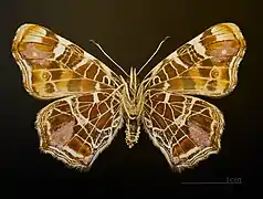 Araschnia levana f. levana  △