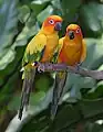 Sonnensittichpaar (Aratinga solstitialis) im Jurong Bird Park