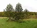 Araukarien