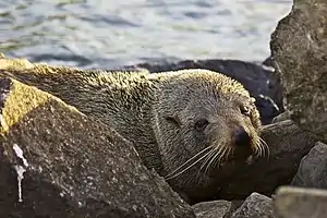 neuseeländischer Seebär