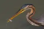Purpurreiher