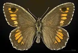♂