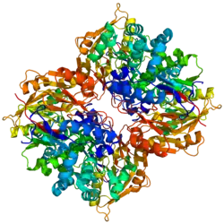 Arginin-Deiminase
