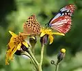 Argyronome ruslana, Parantica sita
