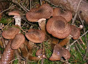 Dunkler HallimaschArmillaria ostoyae