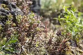Felsbewuchs