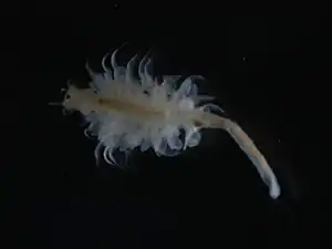 Artemia franciscana lebt in den Tümpeln des Salars.