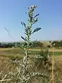 Der Pontisch-Wermut (Artemisia pontica) wächst gerne über Löss und ist in Österreich gefährdet.