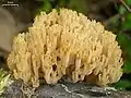 Becherkoralle(Artomyces pyxidatus)