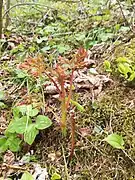 Wald-Geißbart (junge Sprossen)