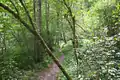 Grauerlen-Auwald