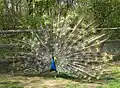 Pfau im Streichelgehege