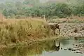 Elefant