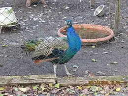 Fasanengehege