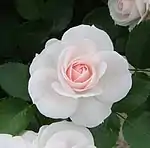 'Aspirin', ADR 1995