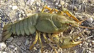 Der Europäische Flusskrebs Astacus astacus