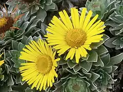 Kanarisches Sternauge (Asteriscus sericeus)