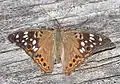 Asterocampa celtis