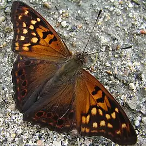 Asterocampa clyton