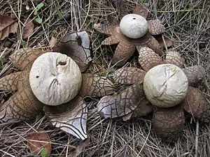 erdsternartigGemeiner WettersternAstraeus hygrometricus