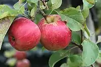 Astramel mit roter Deckfarbe