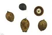 versch. Palmensamen (Attalea cohune, Attalea speciosa Astrocaryum aculeatum, Bactris&nbsp;gasipaes, Aiphanes horrida, Jubaea chilensis, Babassupalme, Nypa fruticans u.&nbsp;a.)