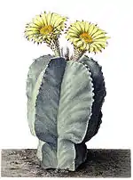 Astrophytum myriostigma